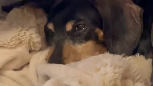 Pup shows why dogs are man's best friend