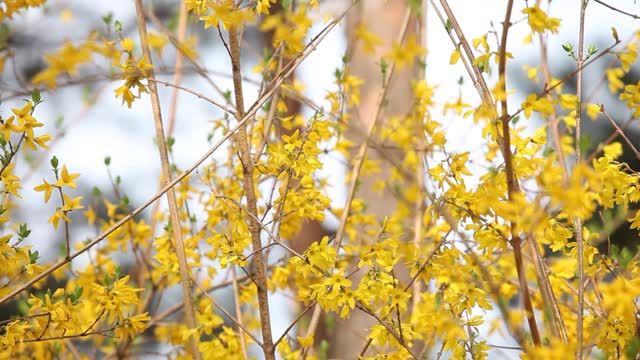 Focus Moving Shot Spring Forsythia