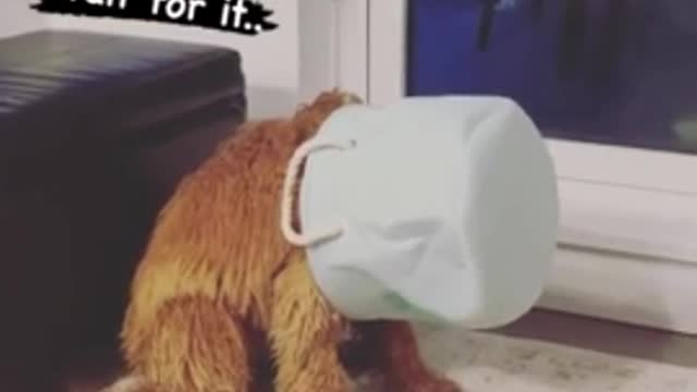 Silly doggy sits with basket over his head | funny 2022