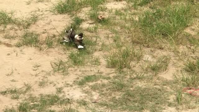 The battle for survival of the birds