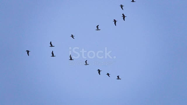 FLIGHT WITH BIRDS. Common Cranes | Wildlife World