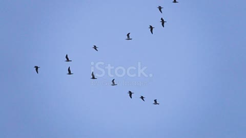 FLIGHT WITH BIRDS. Common Cranes | Wildlife World