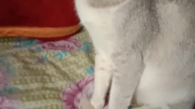 My cute queen cat Nonou