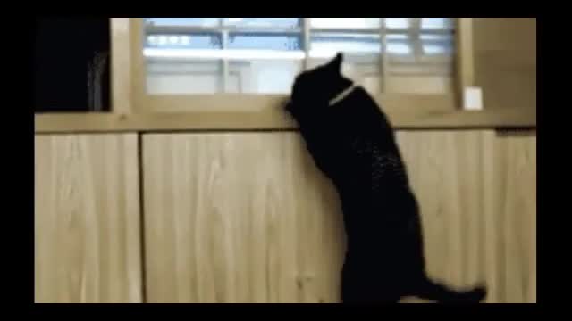 Funny and Cute Cat Videos #253