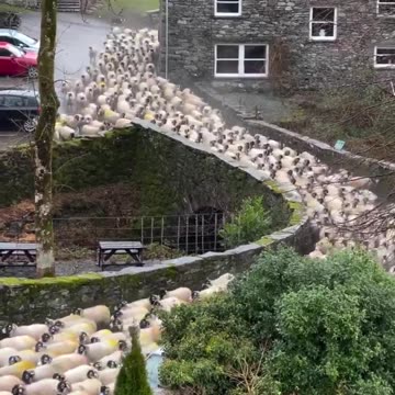 Reports Bill Gates & The World Health Organisation just dropped their New Bird Flu Vaccine