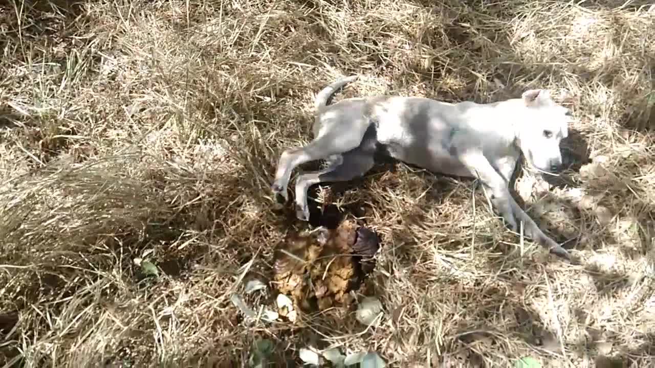 BRAZILIAN DOG IN THE HINTERLAND (SERTÃO)