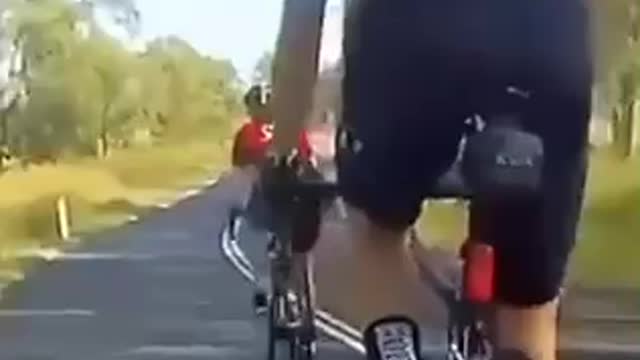 Kangaroo Kicks Biker Funny