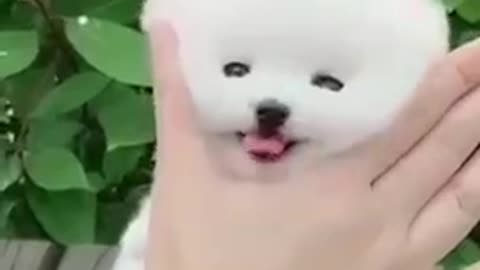 Cute Dog Video