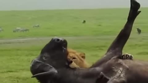 massive lion takes down a buffalo