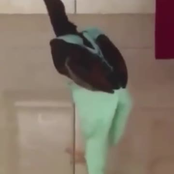 ; You have to go until the lights