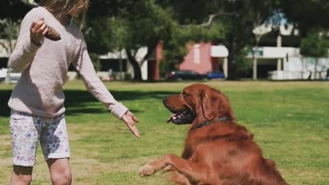 Cute dogs playing together girls