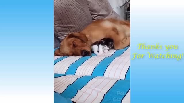 Cute Pets And Funny Animals Compilation 14 Pets Garden.mp4