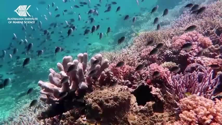 Parts of Great Barrier Reef show highest coral cover in 36 years