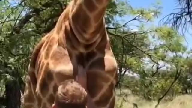 A giraffe with love