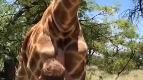 A giraffe with love