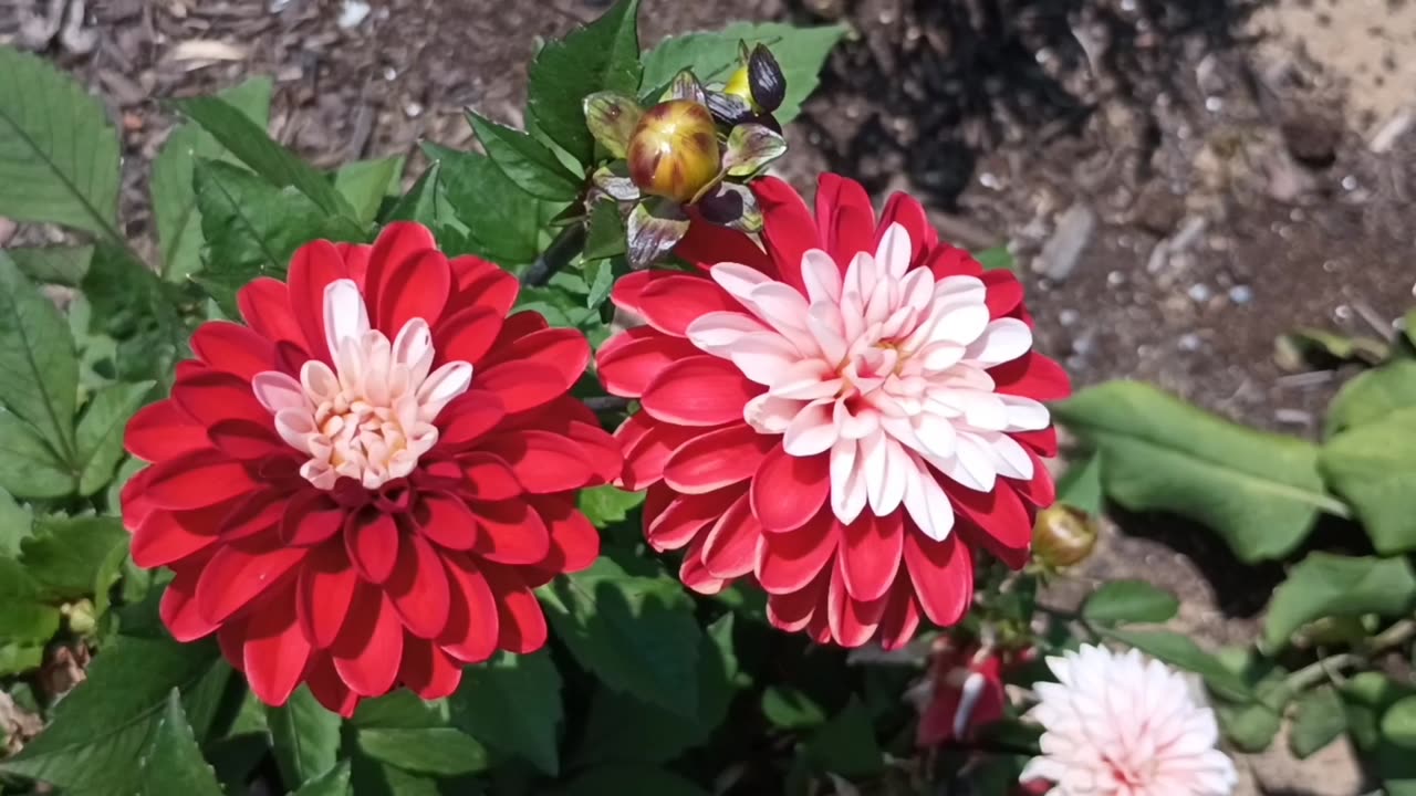 Dahlias