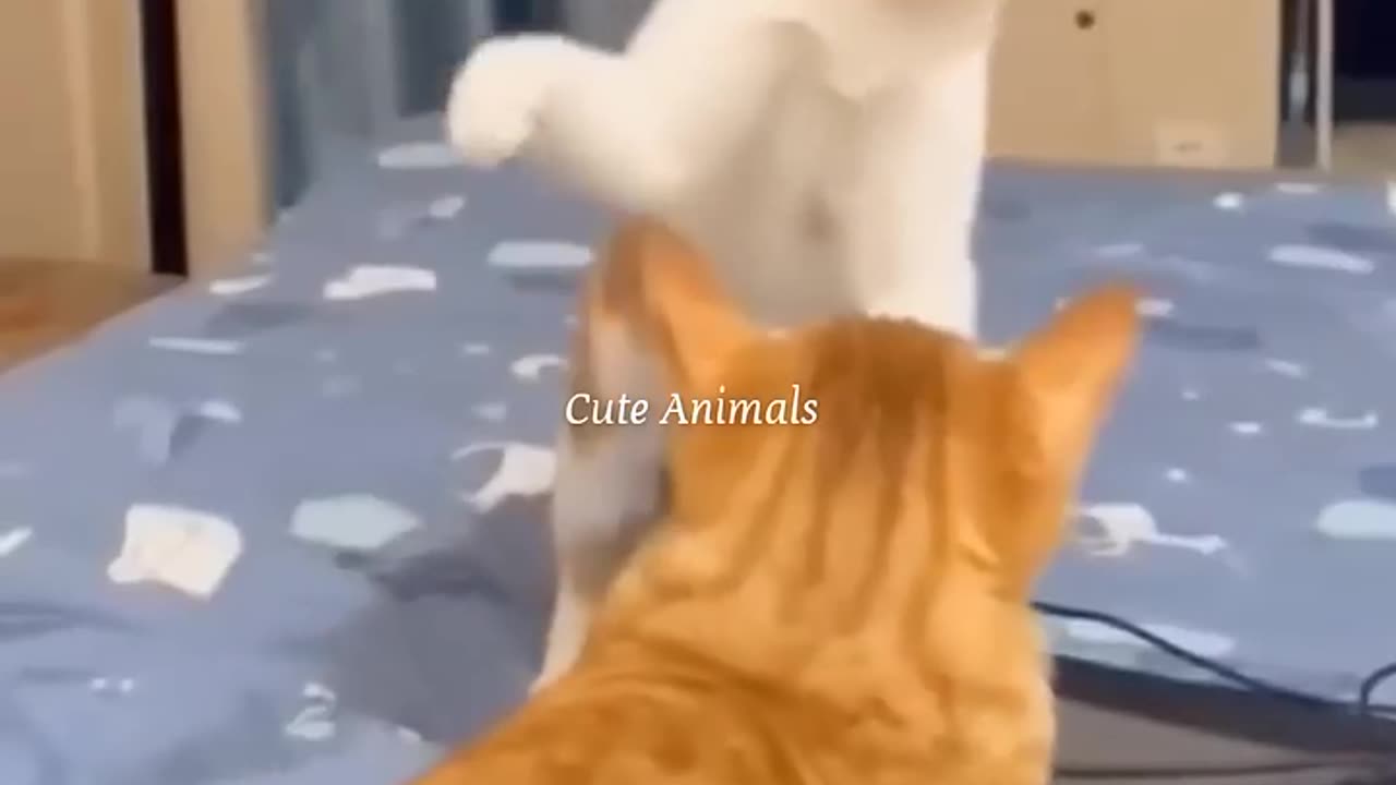 Funny Cat