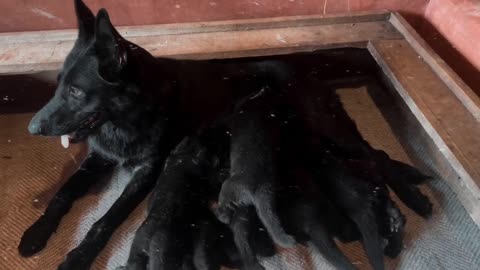 Dogs Lovers