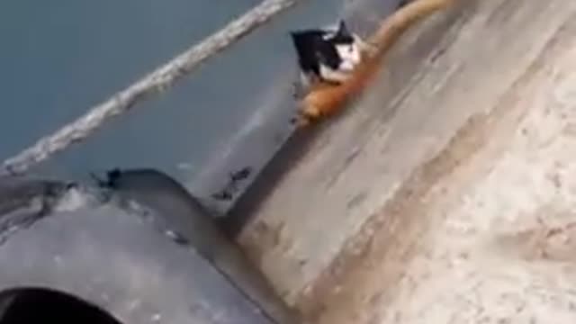 holding a cat this well
