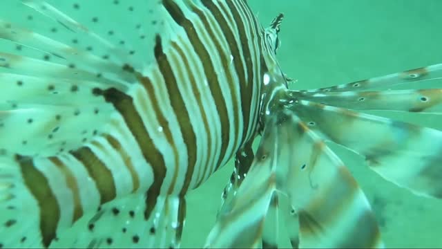 Wonderful fishes and trees under sea