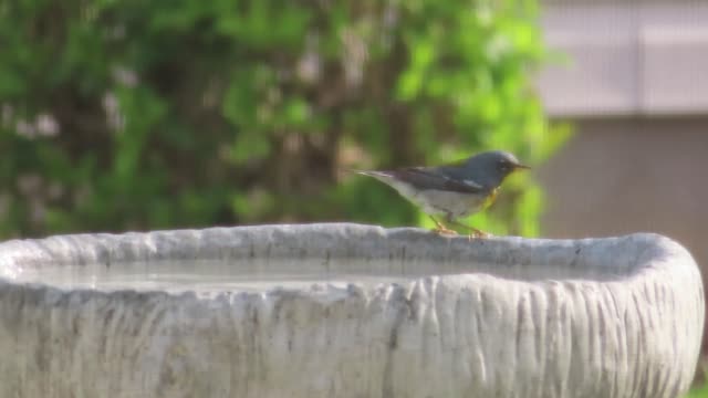 Small Crazy Bird taking a Bath