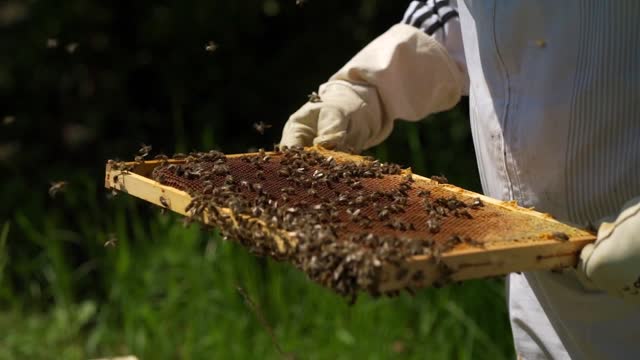 A honey bee nest