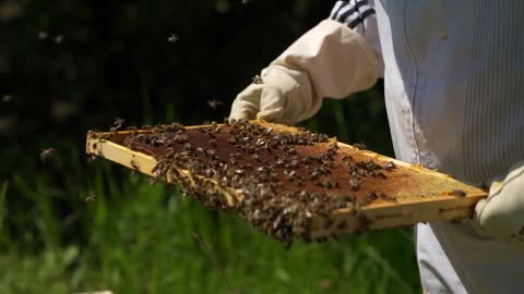 A honey bee nest