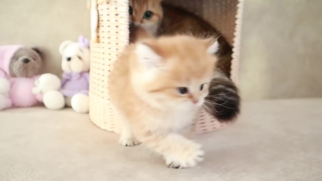 Mom Cat playing and talking to her Cute Meowing baby Kittens#cute cats #cats#funny cats#viral