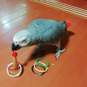 Smart parrot plays play quoits!