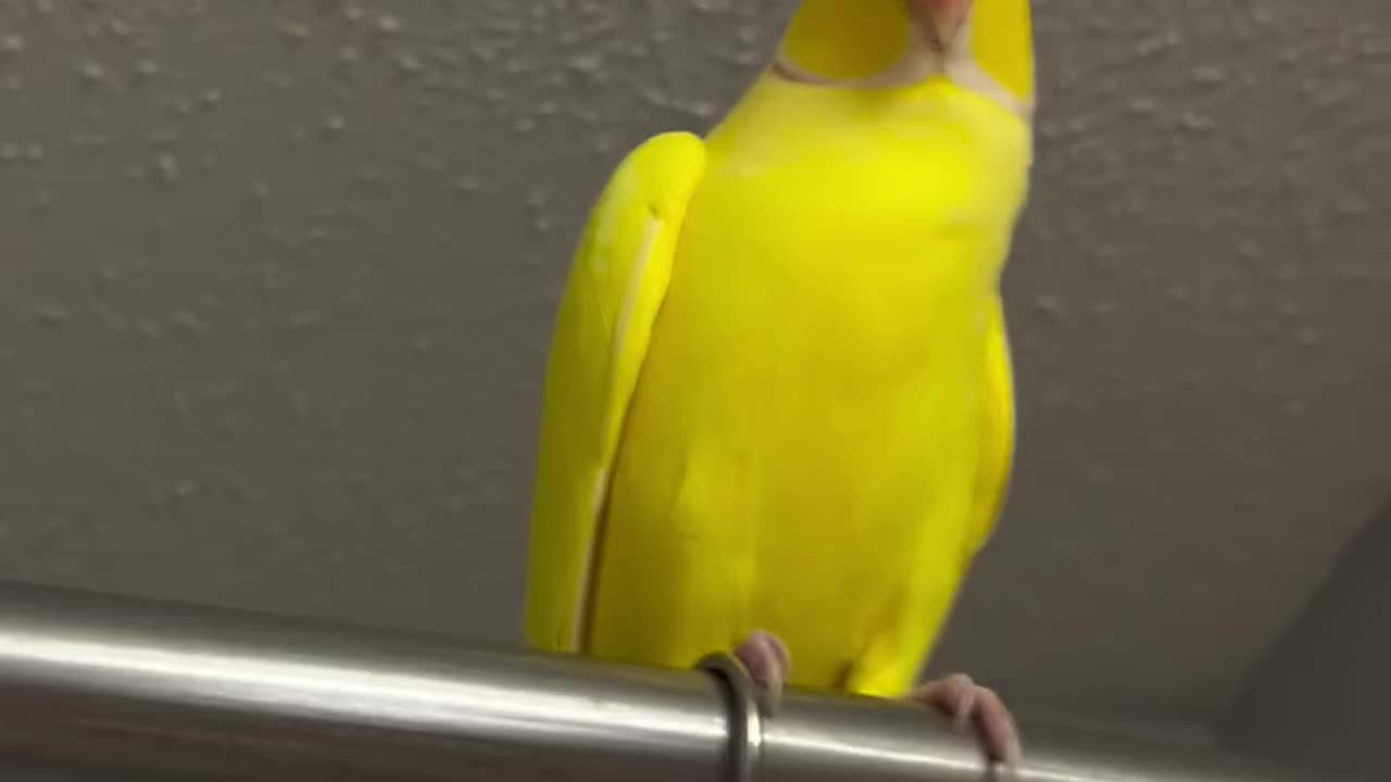 Ringneck Talking Parrot