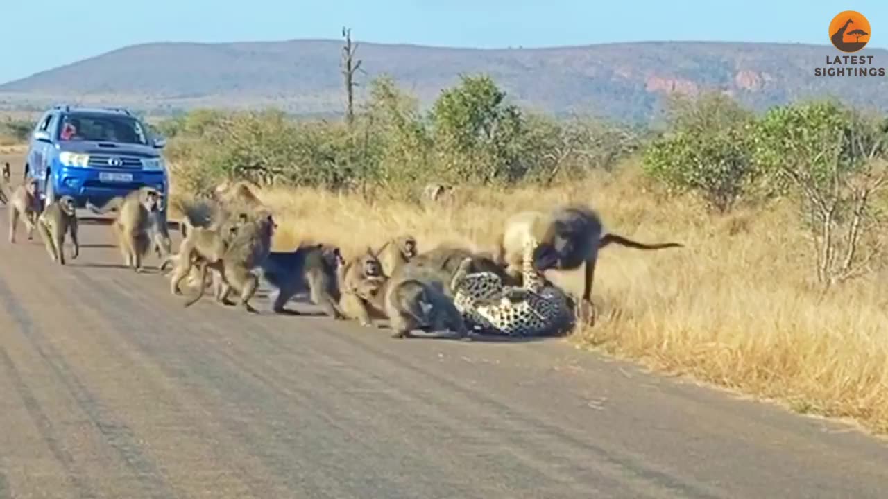 Power of unity #videos #baboons #leopard #viralThe ultimate bond of relation Between #brother #sister #talented_kids #amazing #youtube #viralvideo #motivational #inspirational #cute_kids#entertainment#funnyvideos#viralvideos #trending#comedy#humor#hilario