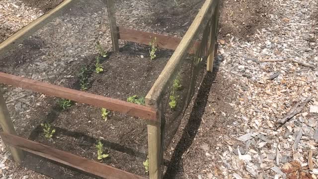 Shade canopy for pea plants