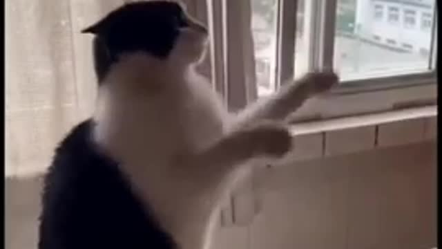 Funniest Cat Video- So Beautiful and funny cat video