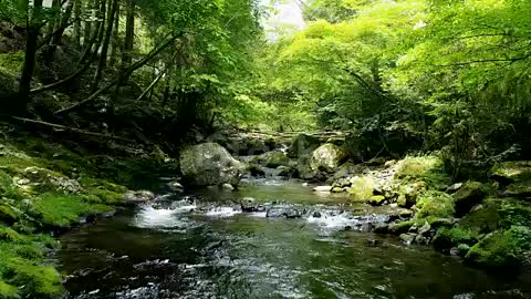 A stream of water in a forest and cool summer