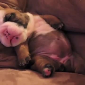 That must be a weird dream | Funny videos | Just Laughs