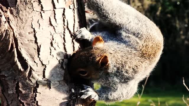 Best squirrel funny compilation videos........🦨