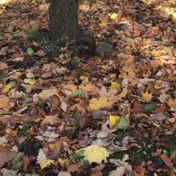 Taking My squirrel Into The Woods