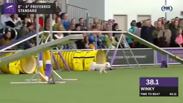 Watch 5 of the best WKC Dog Show moments to celebrate National Puppy Day | FOX SPORTS