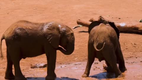 Baby Elephant Playing