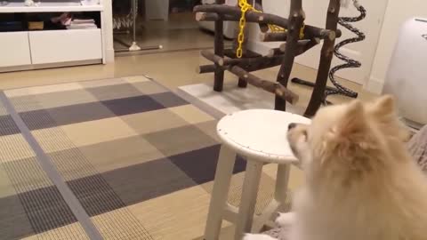 TOP 10 dog barking videos ♥ Dog barking sound - Funny dogs