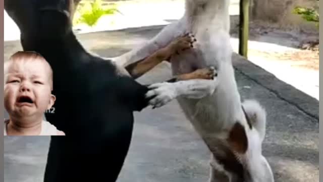 dog fight talking dog