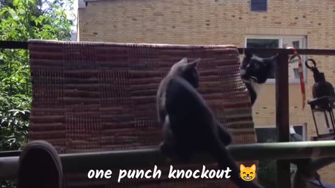 funny animal phần 47