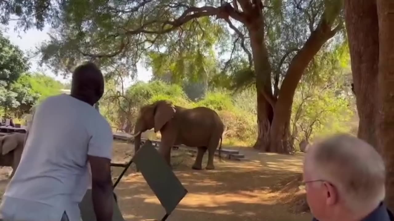 Brave men encountered elephant 🐘