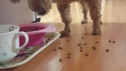 A video of a dog eating.