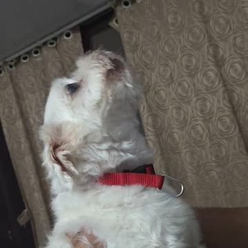 Maltese howling after hair cut