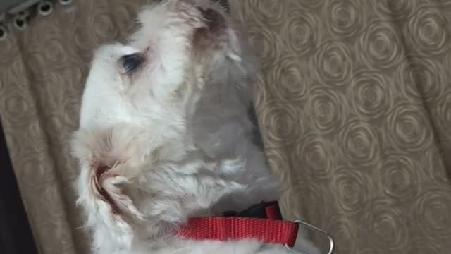 Maltese howling after hair cut