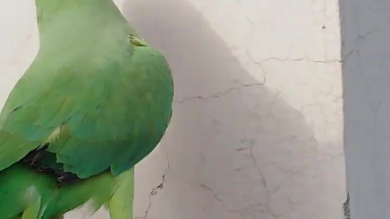 "Funny Parrot Mimics with Natural Sounds!"