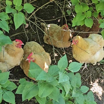 OMC! Where's Brownie? Can you spot her among four Orpington hen friends!? 🐔🤣😍 #brownie #shorts #hen