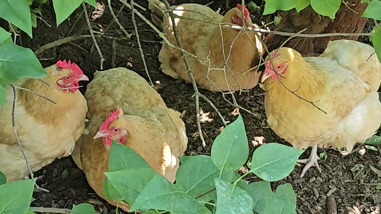 OMC! Where's Brownie? Can you spot her among four Orpington hen friends!? 🐔🤣😍 #brownie #shorts #hen