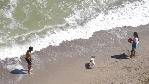 Summer Beach with Dog